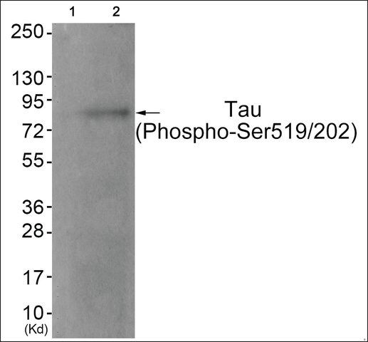 Anti-phospho-Tau (pSer<sup>519/202</sup>) antibody produced in rabbit