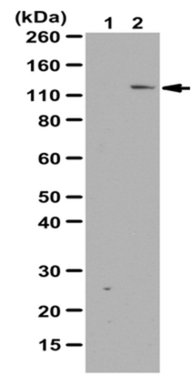 Anti-phospho-SRPK2 (Ser497) Antibody