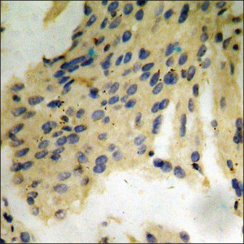 Anti-phospho-Tau (pThr<sup>212</sup>) antibody produced in rabbit