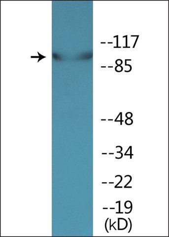 Anti-phospho-VAV2 (pTyr<sup>142</sup>) antibody produced in rabbit