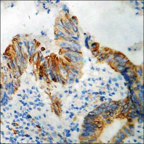 Anti-phospho-GAP43 (pSer<sup>41</sup>) antibody produced in rabbit