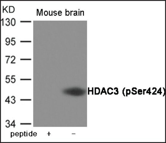 Anti-phospho-HDAC3 (pSer<sup>424</sup>) antibody produced in rabbit