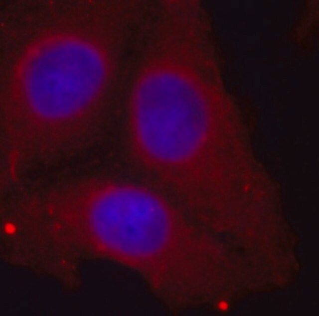 Anti-Phospho-GAP43-S41 antibody produced in rabbit