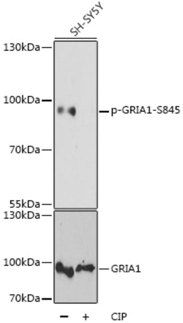 Anti-Phospho-GRIA1-S845 antibody produced in rabbit