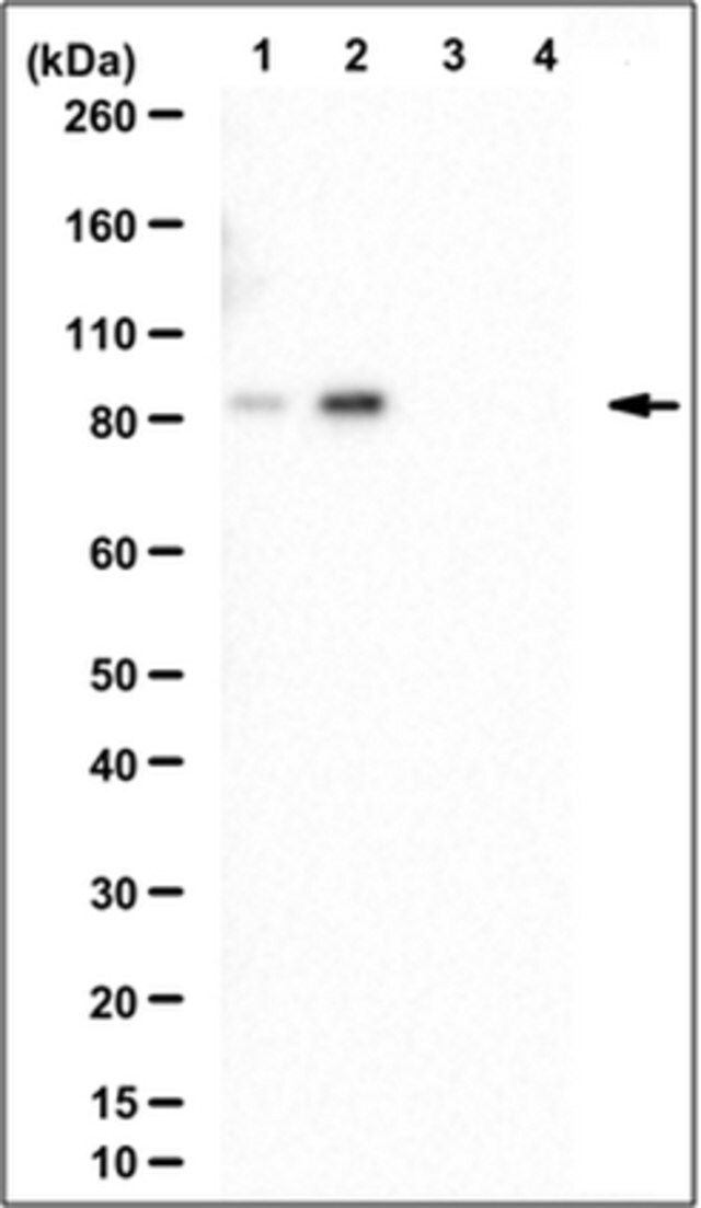 Anti-phospho-Glucocorticoid receptor Antibody, Ser226