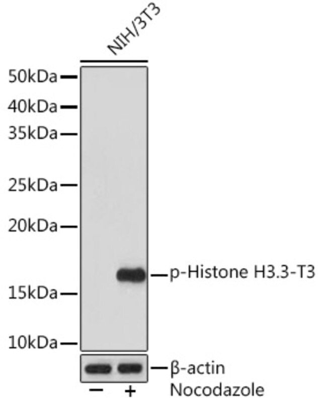 Anti-Phospho-Histone H3.3-T3 antibody produced in rabbit