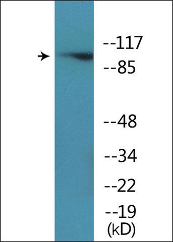 Anti-phospho-HDAC7A (pSer<sup>155</sup>) antibody produced in rabbit