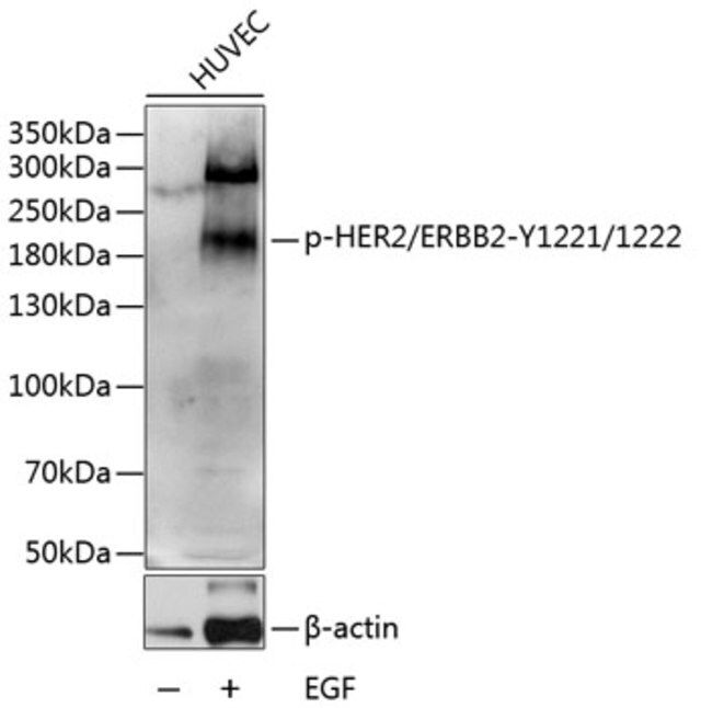 Anti-Phospho-HER2/ERBB2-Y1221/1222 antibody produced in rabbit