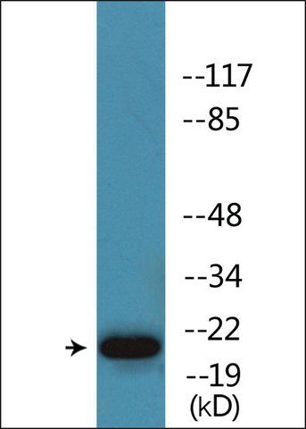 Anti-phospho-HP1  (pSer<sup>93</sup>) antibody produced in rabbit