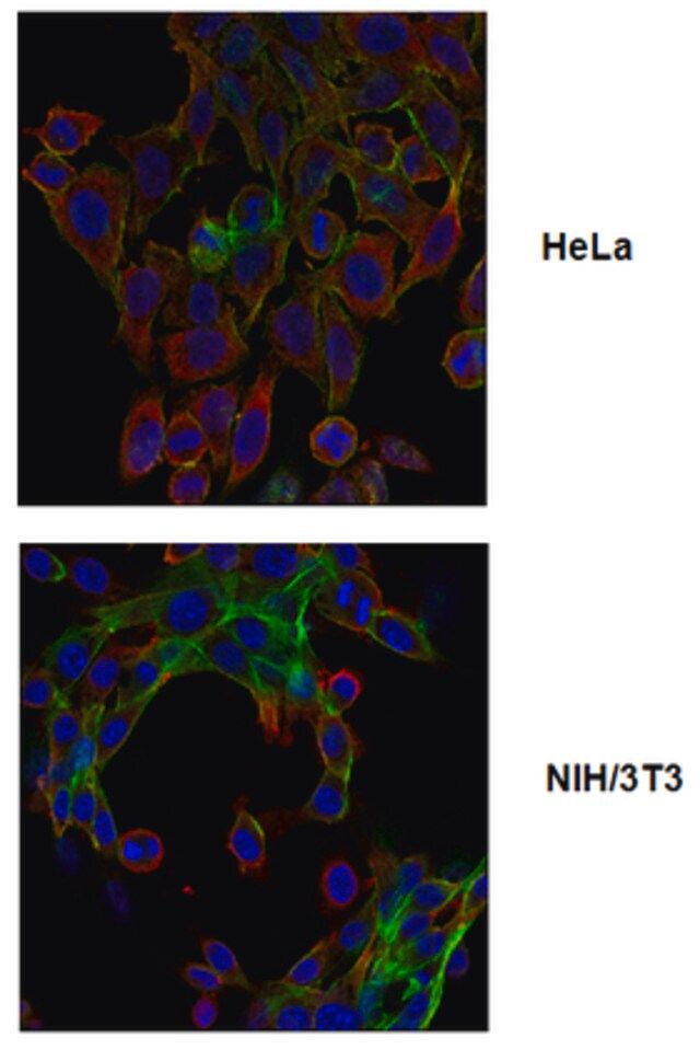 Anti-phospho Drebrin (Ser142), clone 3C14 Antibody