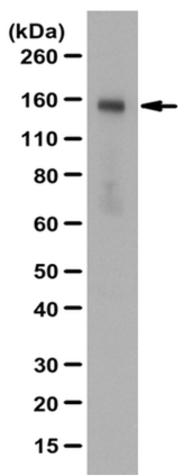 Anti-phospho AMBRA1 Antibody (Ser52)