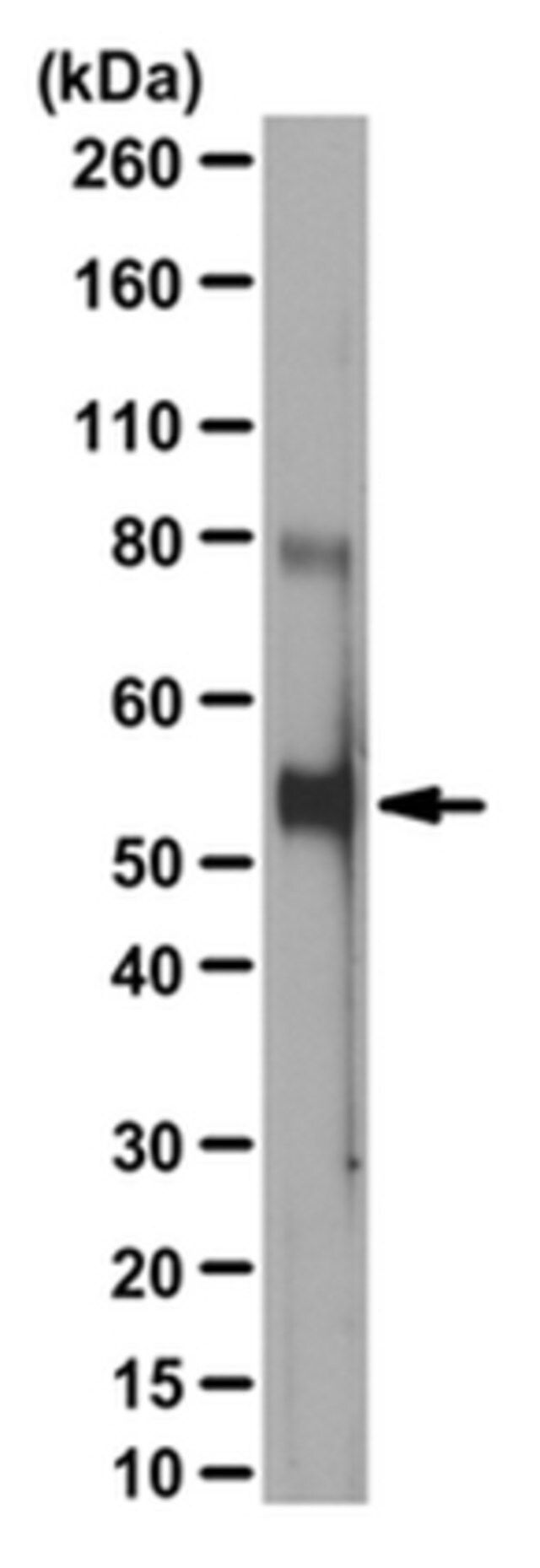 Anti-phospho Beclin Antibody (Thr119)