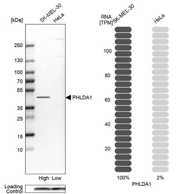 Anti-PHLDA1 antibody produced in rabbit