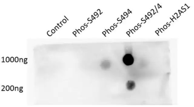 Anti-phospho Brd4 (Ser492/Ser494)