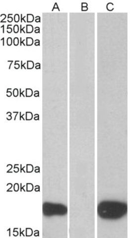 Anti-PHLDA3 (C-terminal) antibody produced in goat