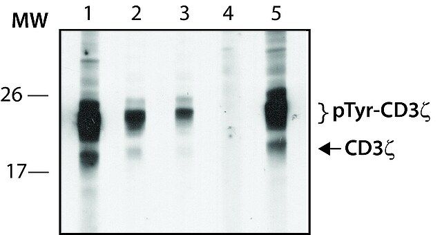 Anti-phospho-CD3 (pTyr<sup>72</sup>) antibody produced in rabbit