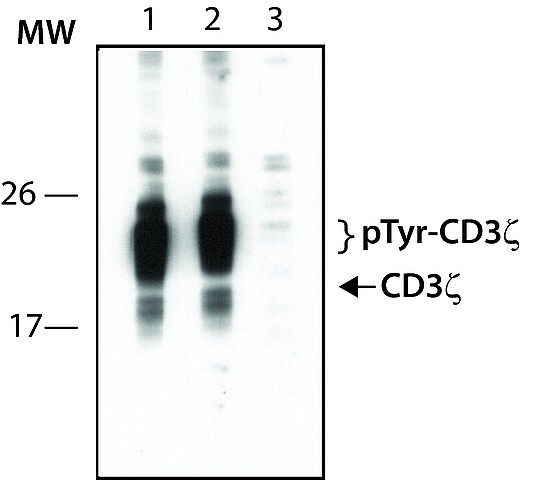 Anti-phospho-CD3 (pTyr<sup>142</sup>) antibody produced in rabbit