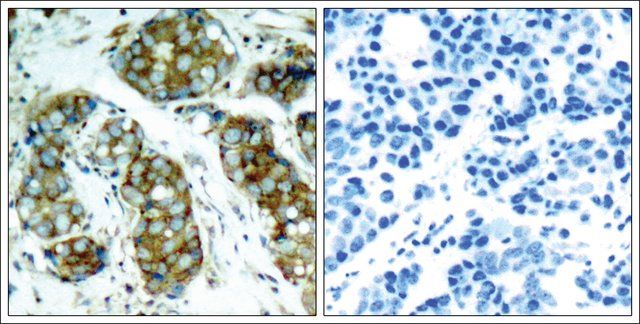 Anti-phospho-CDC25A (pSer<sup>76</sup>) antibody produced in rabbit