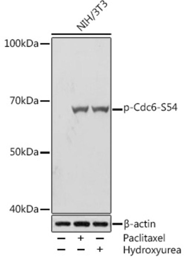 Anti-Phospho-Cdc6-S54 antibody produced in rabbit