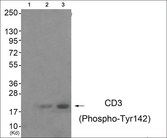 Anti-phospho-CD3  (pTyr<sup>142</sup>) antibody produced in rabbit