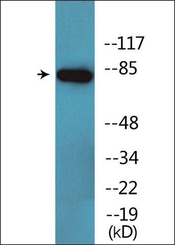 Anti-phospho-CD44 (pSer<sup>706</sup>) antibody produced in rabbit