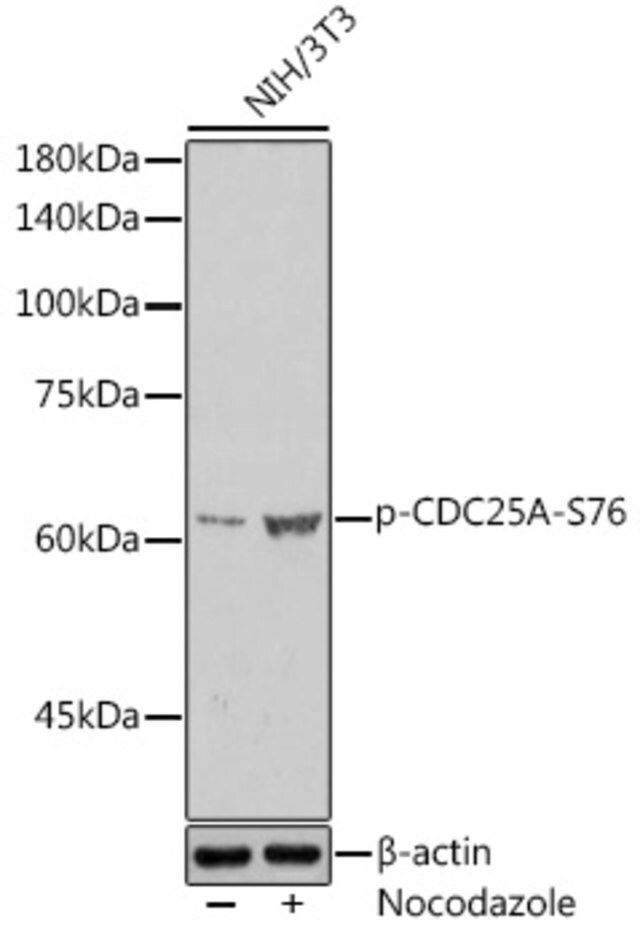 Anti-Phospho-CDC25A-S76 antibody produced in rabbit