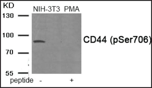 Anti-phospho-CD44 (pSer<sup>706</sup>) antibody produced in rabbit