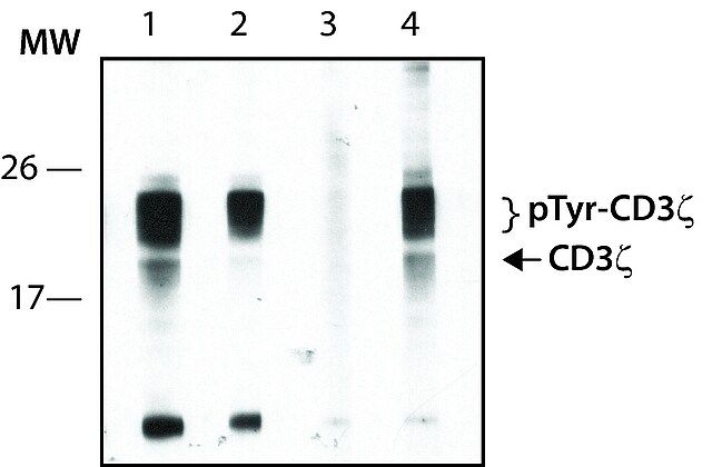 Anti-phospho-CD3 (pTyr<sup>83</sup>) antibody produced in rabbit