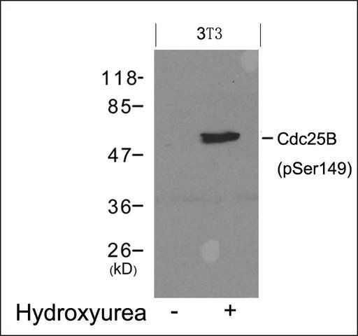 Anti-phospho-Cdc25b (pSer<sup>149</sup>) antibody produced in rabbit