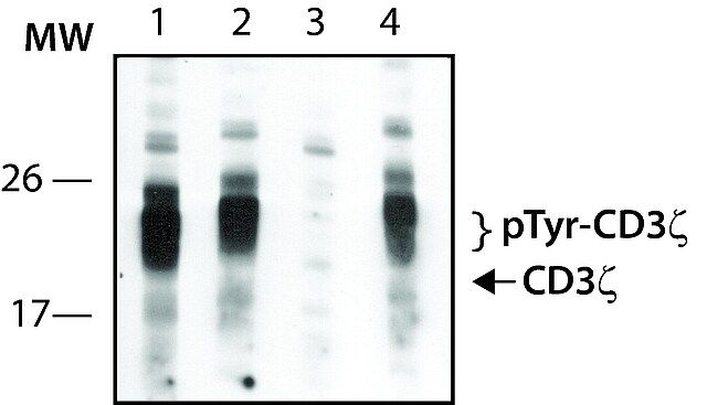 Anti-phospho-CD3 (pTyr<sup>111</sup>) antibody produced in rabbit