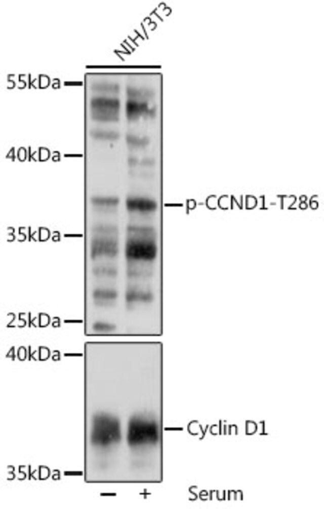 Anti-Phospho-CCND1-T286 antibody produced in rabbit