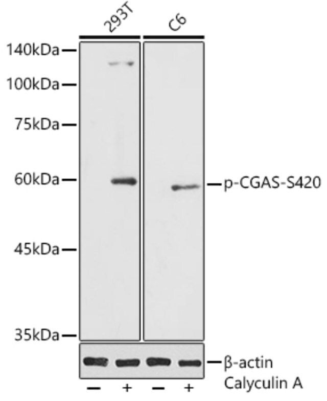 Anti-Phospho-CGAS-S420 antibody produced in rabbit