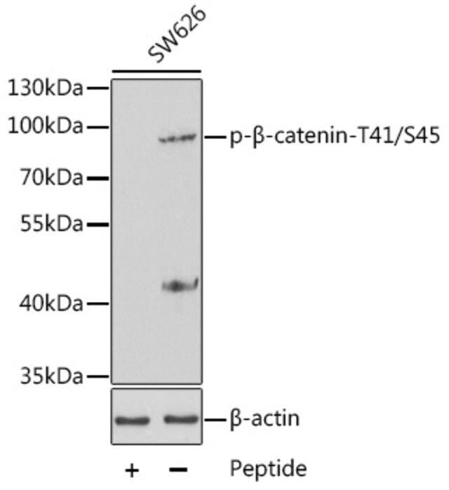 Anti-Phospho-CTNNB1-T41/S45 antibody produced in rabbit