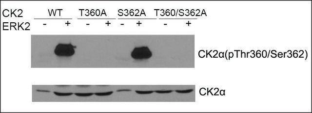 Anti-phospho-CK2 (pThr<sup>360</sup>/Ser<sup>362</sup>) antibody produced in rabbit