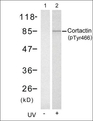 Anti-phospho-CTTN (pTyr<sup>466</sup>) antibody produced in rabbit