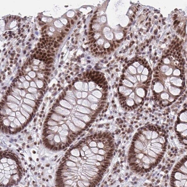 Anti-PHF10 antibody produced in rabbit