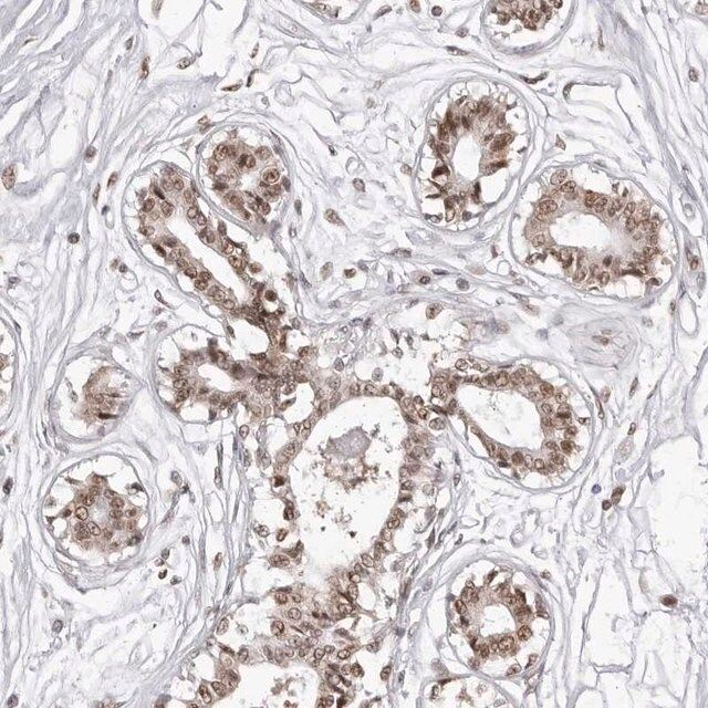 Anti-PHF3 antibody produced in rabbit