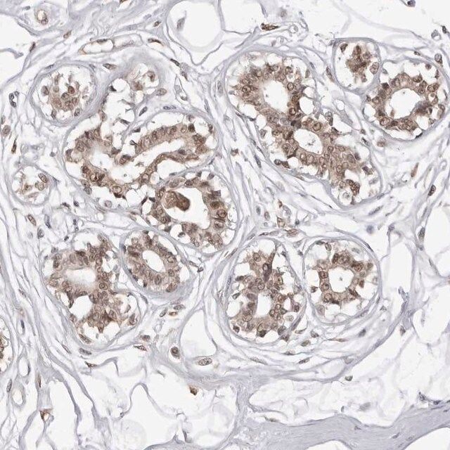 Anti-PHF3 antibody produced in rabbit