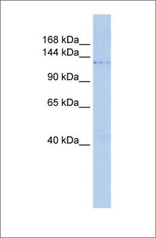 Anti-PHF2 antibody produced in rabbit