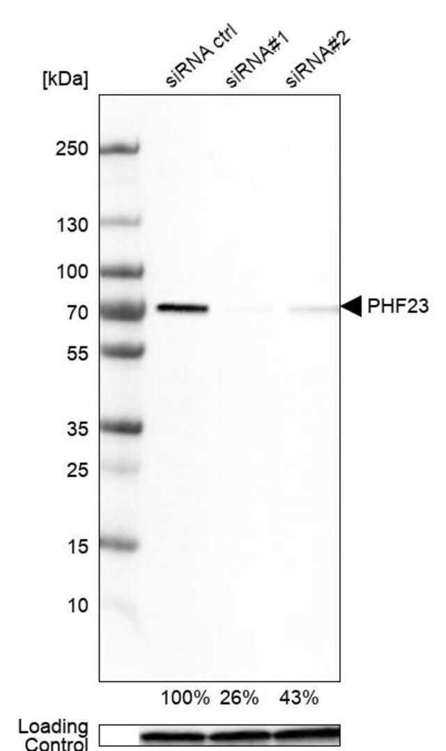 Anti-PHF23 antibody produced in rabbit