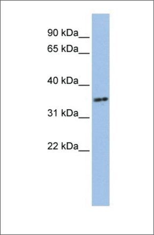 Anti-PHF13 antibody produced in rabbit