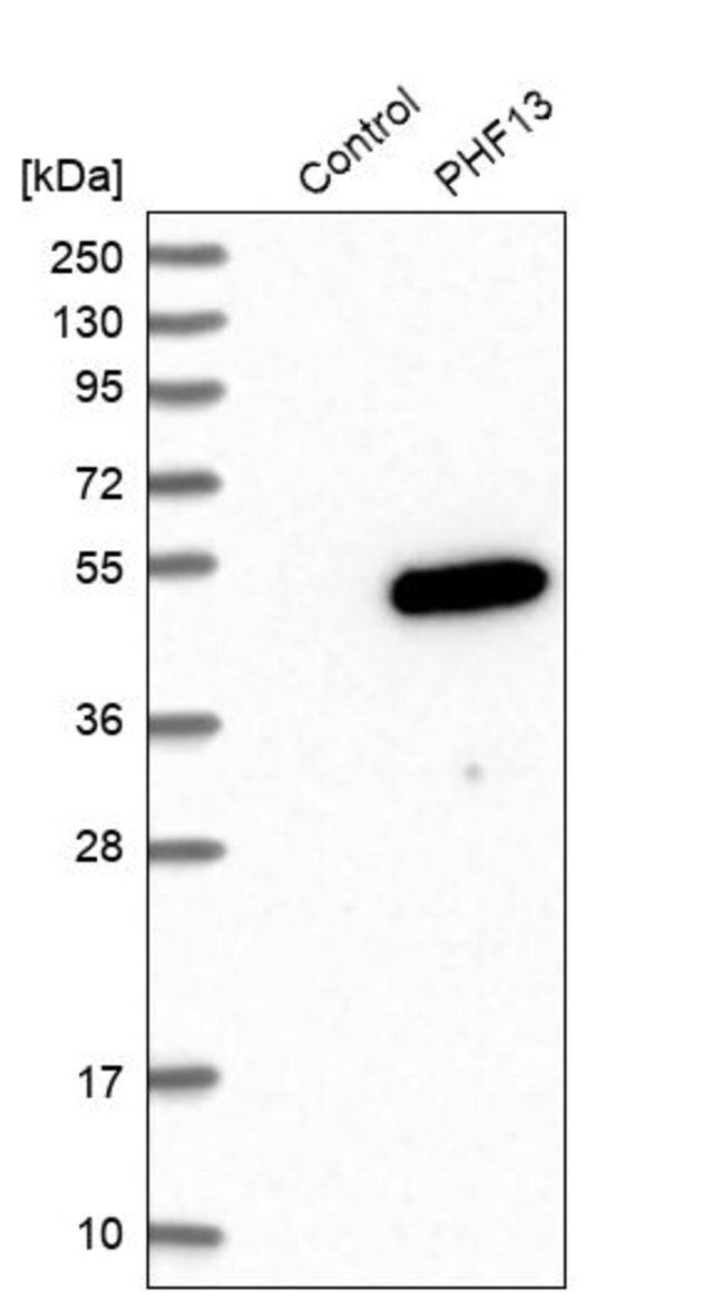 Anti-PHF13 antibody produced in rabbit