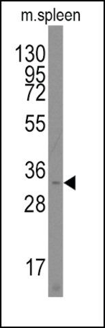 Anti-PARP11 (N-term) antibody produced in rabbit