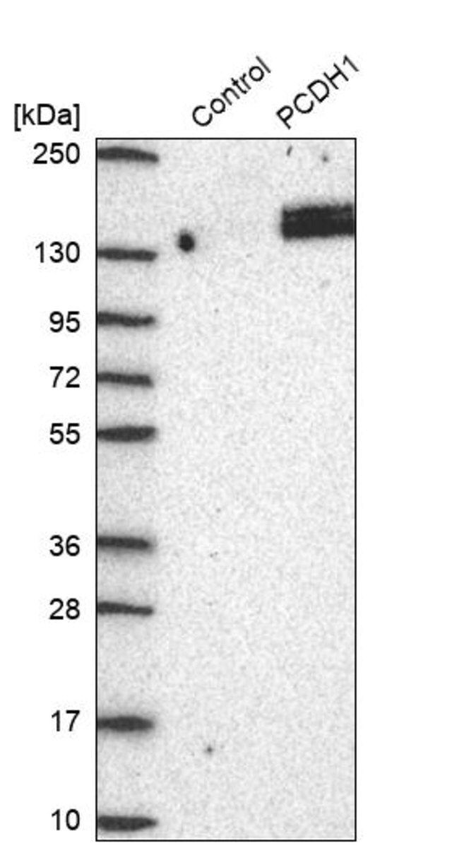 Anti-PCDH1 antibody produced in rabbit