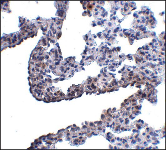 Anti-PCDH12 antibody produced in rabbit