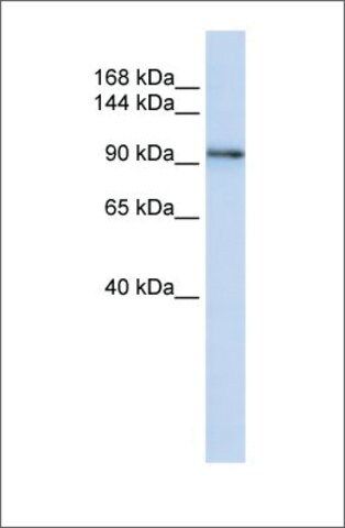 Anti-PCDH1 antibody produced in rabbit