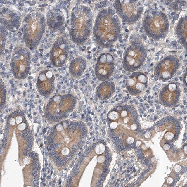 Anti-PCDH8 antibody produced in rabbit