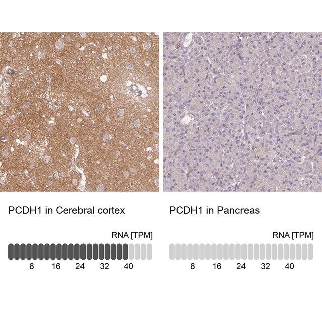 Anti-PCDH1 antibody produced in rabbit