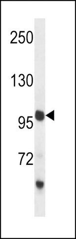 ANTI-PCDH18(C-TERMINAL) antibody produced in rabbit