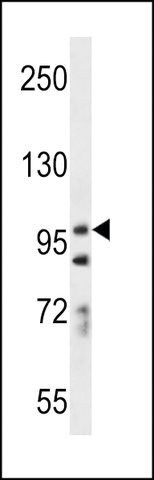 ANTI-PCDH7(C-TERMINAL) antibody produced in rabbit